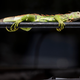 An iguana lounges on a railing on a condominium in Sunny Isles Beach, Florida.